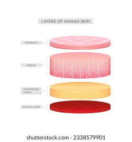 Dermis epidermis adipose layers, hypodermis tissue, fat cells and muscle. Layer of the human anatomy skin isolated 3D vector. Skin health care concept medical diagram biological infographic.