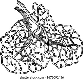 The dermis, the skin's next layer, contains nerve endings, sweat glands and oil (sebaceous) glands, hair follicles, and blood vessels, vintage line drawing or engraving illustration.
