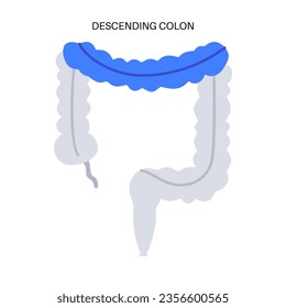 Descending colon poster. Large intestine in the human body. Gastrointestinal disease, diagnostic and treatment in gastroenterology clinic. Digestive tract, examination of bowel vector illustration