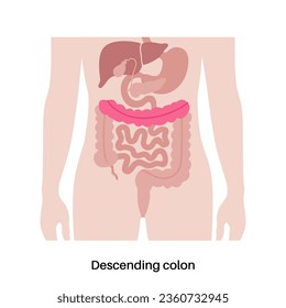 Descending colon poster. Large intestine in the human body. Gastrointestinal disease, diagnostic and treatment in gastroenterology clinic. Digestive tract, examination of bowel vector illustration