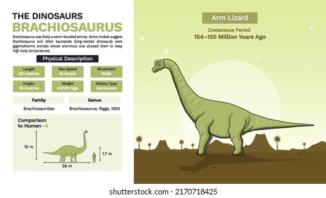 Description and Physical Characteristics of Brachiosaurus Dinosaur-Vector Illustration