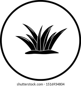 desert agave plant vector icon