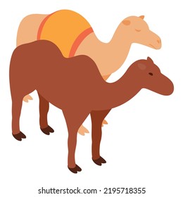 Desert animal icon isometric vector. Two standing different arabian camel icon. Desert nature, camelus, dromedary