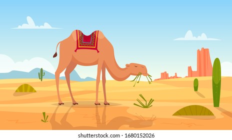 Desert background. African landscape with group of camels outdoor wasteland vector cartoon picture