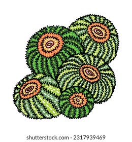 Desert barrel cacti bunch flat color vector object. Round spiky plants. Full sized exotic flora on white. Simple cartoon style illustration