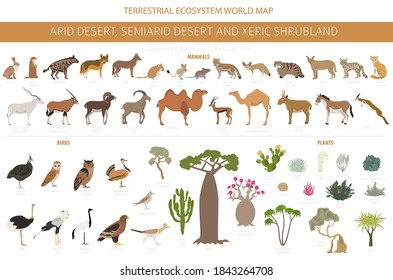 Desert biome, xeric shrubland natural region infographic. Terrestrial ecosystem world map. Animals, birds and vegetations design set. Vector illustration