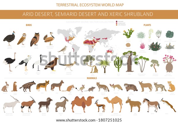 Desert Biome Xeric Shrubland Natural Region Stock Vector (Royalty Free ...