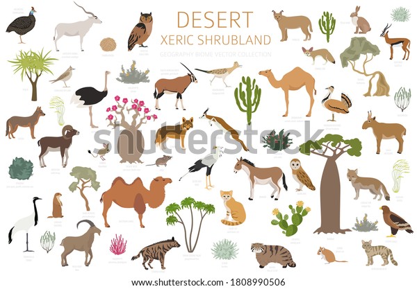 Desert biome, xeric shrubland natural\
region infographic. Terrestrial ecosystem world map. Animals, birds\
and vegetations design set. Vector\
illustration