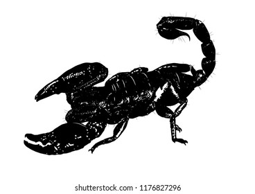 desert black scorpion