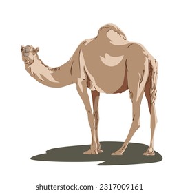 desert brown camel cartoon vector illustration. qurbani meat for the celebration of Eid al-Adha for Muslims
