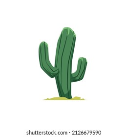 Desert cactus or cacti plant of arid climate regions, flat cartoon vector illustration isolated on white background. Cactus with thick green stem cartoon icon or symbol.