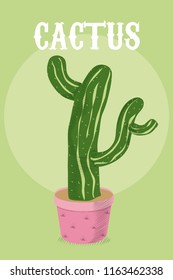 Desert cactus plant