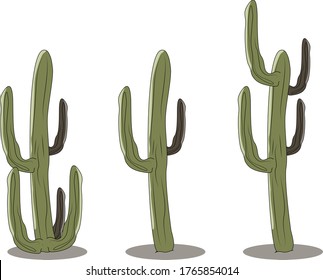 desert cactus plants vector art