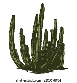 Desert cactus vector hand drawn