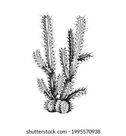 Desert cactus, wild prickly succulent plant. Vector illustration in engraved style isolated on white