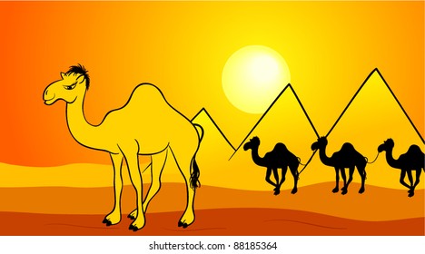 desert camel