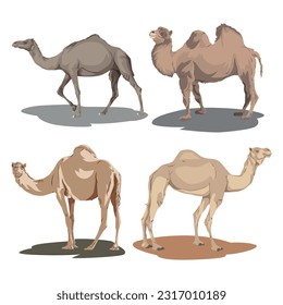 desert camel cartoon collection set. qurbani meat for the celebration of Eid al-Adha for Muslims