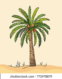 Desert. Date Fruit Palm on sand dunes. Vector hand drawn Palm Tree, sketch. Middle Eastern landscape.
