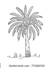 Desert. Date Fruit Palm On Sand Dunes. Vector Hand Drawn Palm Tree, Sketch. Middle Eastern Landscape.
