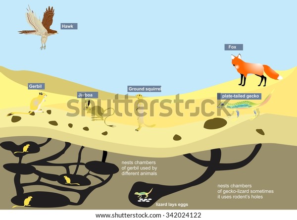 Desert Ecosystem Illustration Some Infographic Elements Stock Vector ...