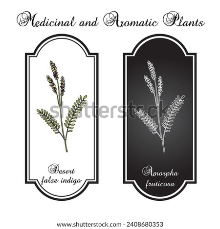 Desert false indigo (Amorpha fruticosa), medicinal plant. Hand drawn botanical vector illustration