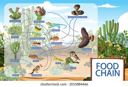 Desert Food Web And Food Chain - Deserts In North America