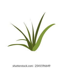 Desert grass tuft in flat design. Green foliage, wilderness herb bush. Vector illustration isolated.