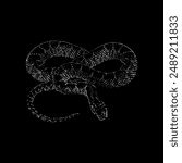 desert kingsnake hand drawing vector isolated on black background.