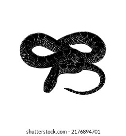 Desert Kingsnake hand drawing vector illustration isolated on white background