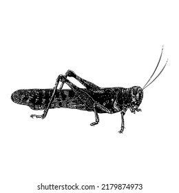 Desert Locust hand drawing vector illustration isolated on white background