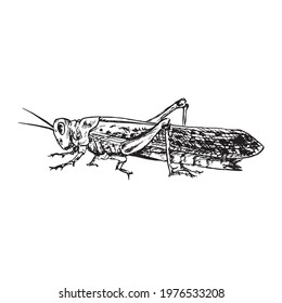 Desert locust (Schistocerca gregaria) sitting side view,  gravure style ink drawing illustration isolated on white