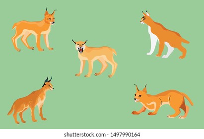 Desert lynx set in different poses isolated vector