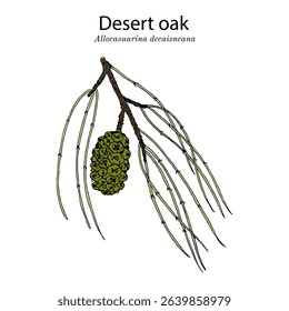 Desert oak (Allocasuarina decaisneana), medicinal and ornamental plant. Hand drawn botanical vector illustration