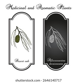 Desert oak (Allocasuarina decaisneana), medicinal and ornamental plant. Hand drawn botanical vector illustration