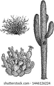 Desert Plant And Cactus Illustration, Drawing, Engraving, Ink, Line Art, Vector