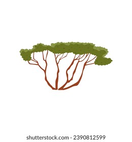 Desert plant, vector illustration isolated on white background. Single object, dry green bush or savanna tree, long branches. Colorful clipart, drawn in simple flat cartoon style.