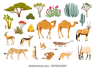 Desert Plants and Animals illustrations