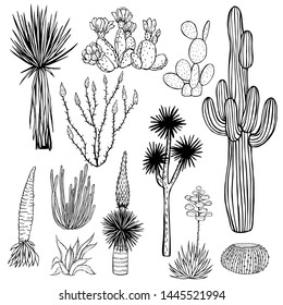 Desert plants, cacti. Vector sketch  illustration.