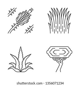 Desert plants linear icons set. Exotic flora. Ocotillo, Mexican thread grass, aloe vera, palo verde tree. Thin line contour symbols. Isolated vector outline illustrations. Editable stroke
