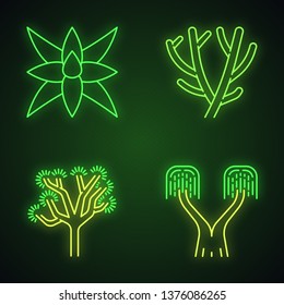 Desert plants neon light icons set. Exotic flora. Fox tale agave, pencil cactus, joshua tree, ponytail palm. Glowing signs. Vector isolated illustrations