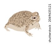 Desert Rain Frog, Breviceps macrops can be found in the coast of Namibia and South Africa. It is a nocturnal frog that spend most of the day buried in sand