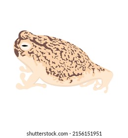 Desert Rain Frog  South African sand frog  With white background  This nocturnal frog spends most its time buried in the sand  Vector illustration 