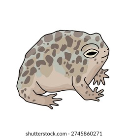 Desert rain frog 