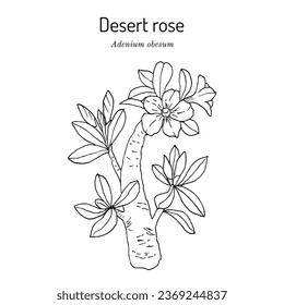 Desert rose (Adenium obesum), ornamental plant. Hand drawn botanical vector illustration