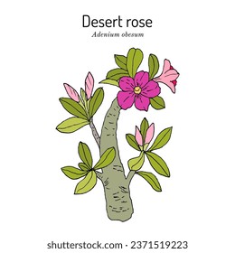 Desert rose (Adenium obesum), ornamental plant. Hand drawn botanical vector illustration