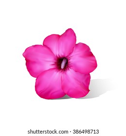 Desert rose flower isolated on white background,vector illustration