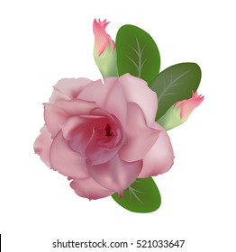 Desert Rose Flower Vector 