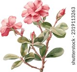 Desert Rose Watercolor illustration. Hand drawn underwater element design. Artistic vector marine design element. Illustration for greeting cards, printing and other design projects.