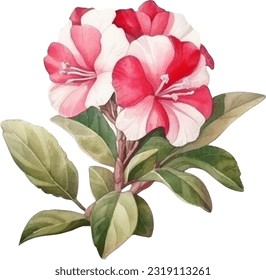 Desert Rose Watercolor illustration. Hand drawn underwater element design. Artistic vector marine design element. Illustration for greeting cards, printing and other design projects.