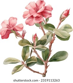 Desert Rose Watercolor illustration. Hand drawn underwater element design. Artistic vector marine design element. Illustration for greeting cards, printing and other design projects.